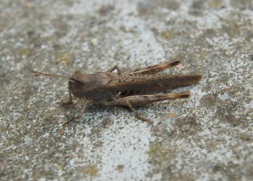 Chorthippus sp.